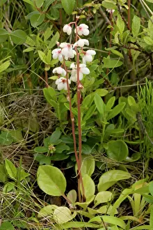 Rotundifolia: Round-leaved wintergreen in flower