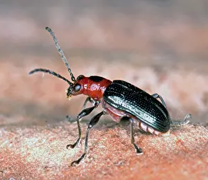 Hickory: Round-necked Longhorned Beetle