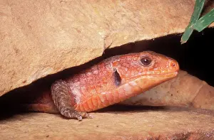 Plated: Round-nosed Plated Lizard