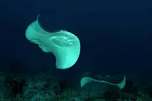 Stingray: Two Round ribbontail ray (Taeniura meyeni) swim