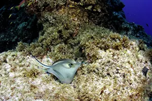 Azores: Round stingray, Taeniura grabata, Santa Maria Island