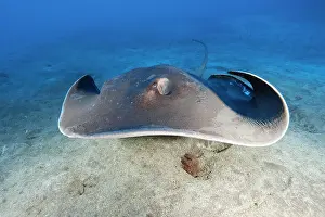 Stingray: Round stingray (Taeniura grabata), Eastern Atlantic