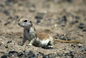 Tereticaudus: Round-tailed Ground Squirrel