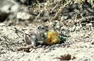Gathering: Round-tailed Ground Squirrel - with flower