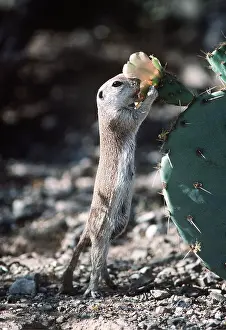 Aromatic: Round-tailed Ground Squirrel - smelling flower on cactus