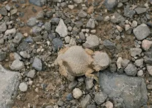 Phrynosoma: Round-tailed horned lizard