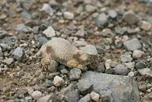 Phrynosoma: Round-tailed horned lizard