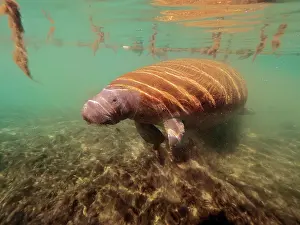 Trichechus: Round-tailed manatee (Trichechus manatus), Crystal River div