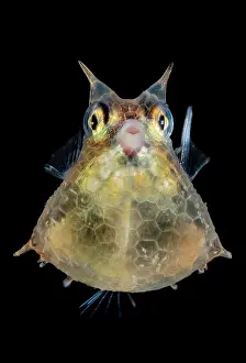 Vent: Roundbelly cowfish (Lactoria diaphana) juvenile