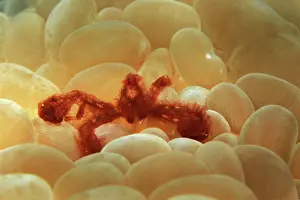 Japonicus: Rounded Bubblegum Coral