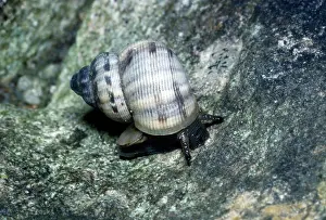 Mouthed: Rounded Mouthed Snail