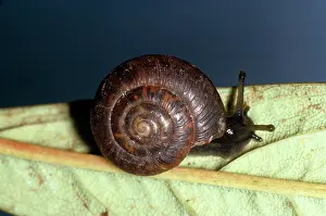 Discus: ROUNDED SNAIL