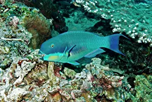Chlorurus: Roundhead Parrotfish - male