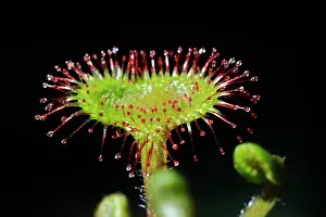 Sticking: Roundleaf sundew (Drosera rotundifolia)