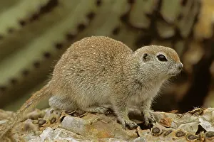 Tereticaudus: Roundtail Ground Squirrel