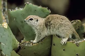 Tereticaudus: Roundtail Ground Squirrel