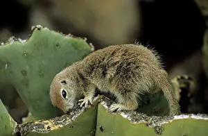 Tereticaudus: Roundtail Ground Squirrel