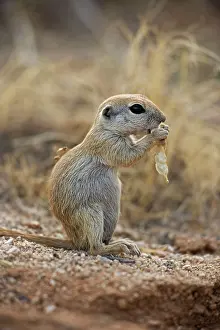 Tereticaudus: Roundtail Ground Squirrel - young, using hands to hold food