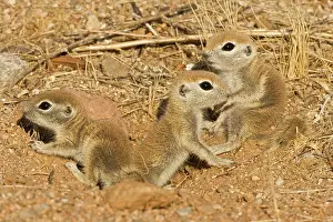 Tereticaudus: Roundtail Ground Squirrel - young