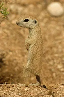 Tereticaudus: Roundtail Ground Squirrel - young