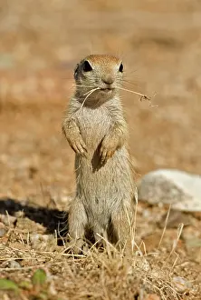 Tereticaudus: Roundtail Ground Squirrel - young