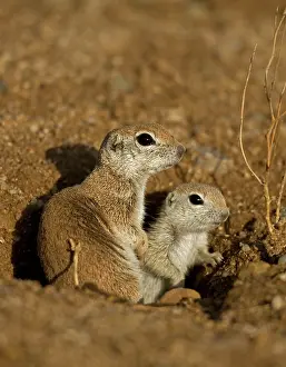 Tereticaudus: Roundtail Ground Squirrel - young