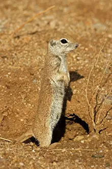 Tereticaudus: Roundtail Ground Squirrel - young