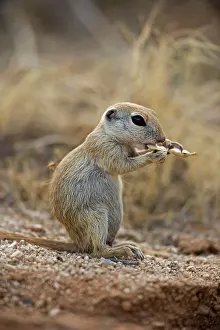 Tereticaudus: Roundtail Ground Squirrel - young
