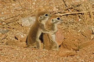 Nevada: Roundtail Ground Squirrel Young (Citellus tereticaudus)