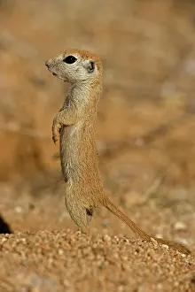 270222: Roundtail Ground Squirrel Young (Citellus tereticaudus) - Ar