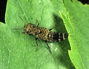 Murinus: Rove Beetle (Ontholestes murinus)