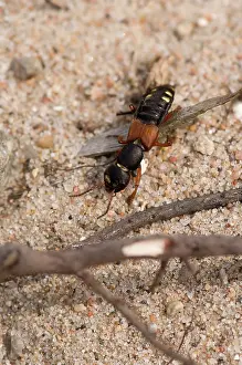 Melby: Rove Beetle (Staphylinus erythropterus). Melby Overdrev