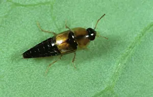 Glasshouse: Rove Beetle (Tachyporus hypnorum)