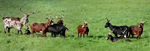 Swallowing: Rove goats in the meadow - PNR Northern Vosges France