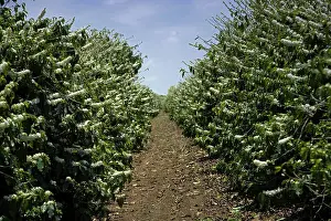 Arabica: Row of coffee trees in full blossom
