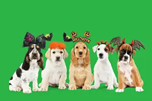 Headbands: Row of different breeds of Dogs, Puppies wearing