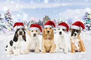 Row of different breeds of Dogs, Puppies wearing