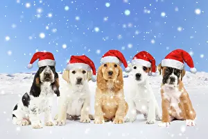 Falling: Row of different breeds of Dogs, Puppies wearing
