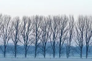 Niederrhein: Row of trees in fog, bare trees, Lower Rhine, North