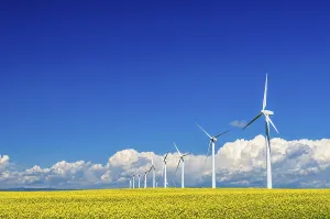 Alberta: A row of wind stalks in a field of bright yellow canola in southern Alberta