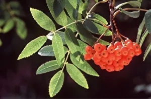 Rowan: ROWAN BERRIES