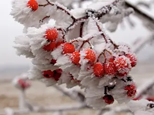 Rowan: Rowan Berries - in the frost
