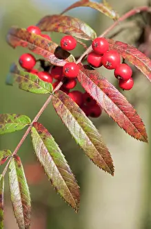 Sorbus: Rowan, Esserteau's Rowan, Sorbus esserteauana x