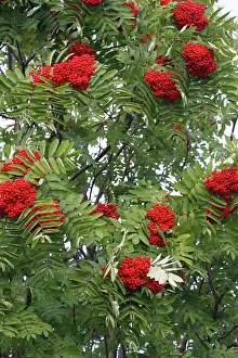 Ashes: Rowan / European Rowan / Mountain ash / European