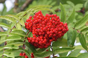 Ashes: Rowan / European Rowan / Mountain ash / European