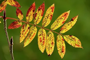 Rowans: Rowan foliage - in autumn, strongly-coloured variety