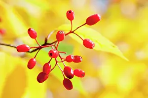 Sorbus: Rowan, Korean Mountain ash, Sorbus alnifolia, A