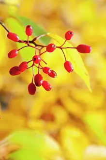 Sorbus: Rowan, Korean Mountain ash, Sorbus alnifolia, A