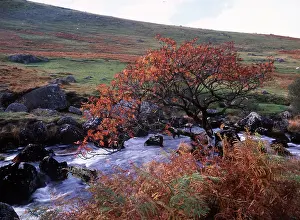 Rowans: ROWAN / Mountain Ash