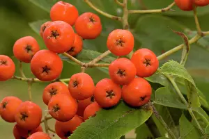 Ashes: Rowan or mountain ash berries